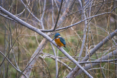 埼玉の野鳥