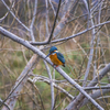 埼玉の野鳥