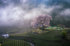 牛代の水目桜