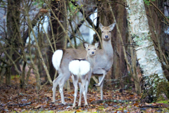 山中湖周辺探鳥中に遭遇