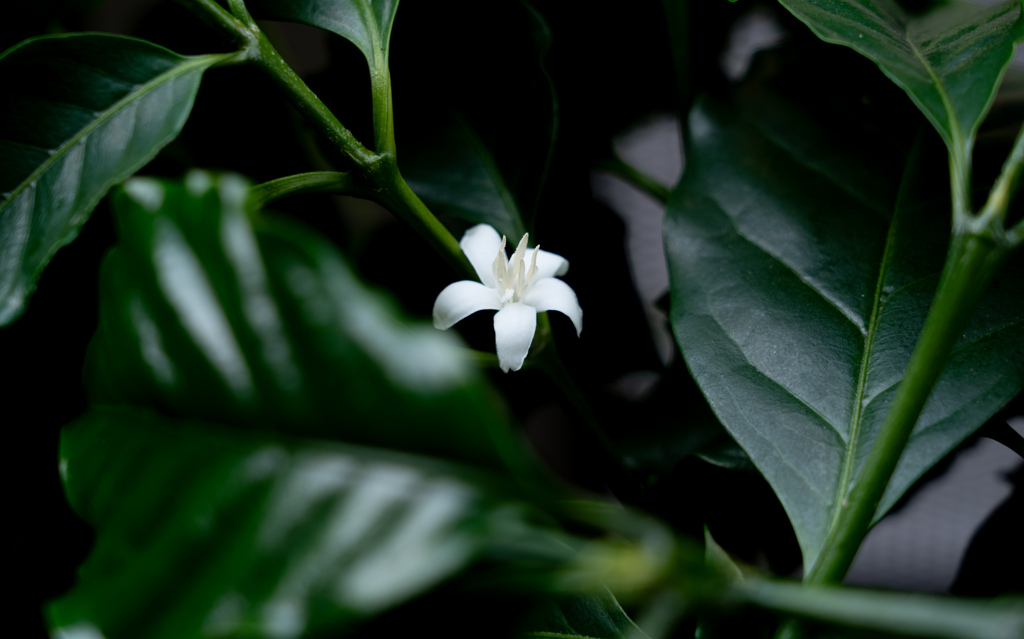 コーヒーの花　満開