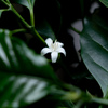 コーヒーの花　満開