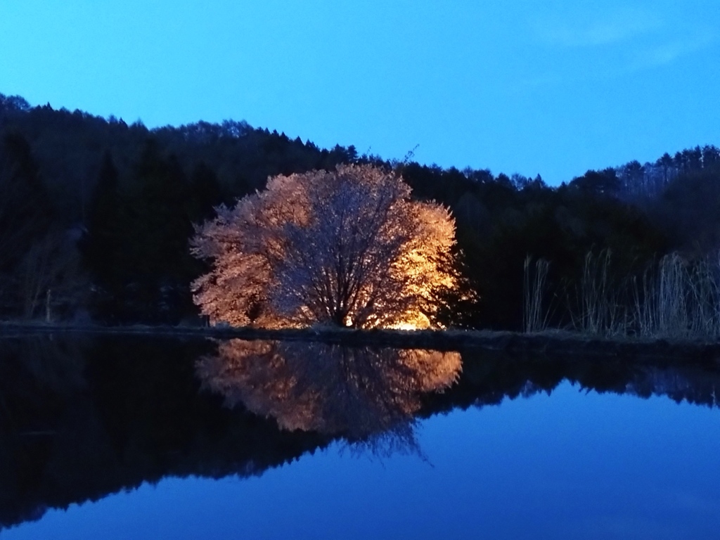 夕暮れ時大桜