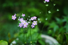 試写に付き合ってくれたお花