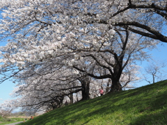 背割り堤の桜