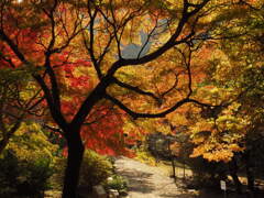 嵐山の紅葉