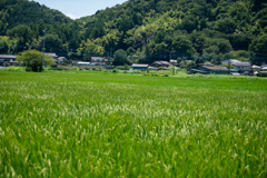 夏の稲穂