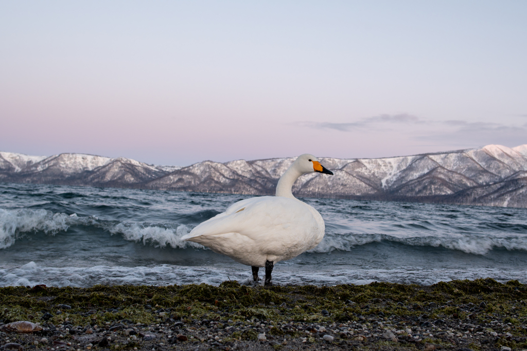 極寒の中佇むオオハクチョウ