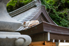 屋根ですやすやと