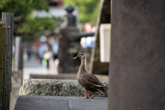 じゃあね、またね