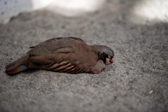 落ちてる鳥