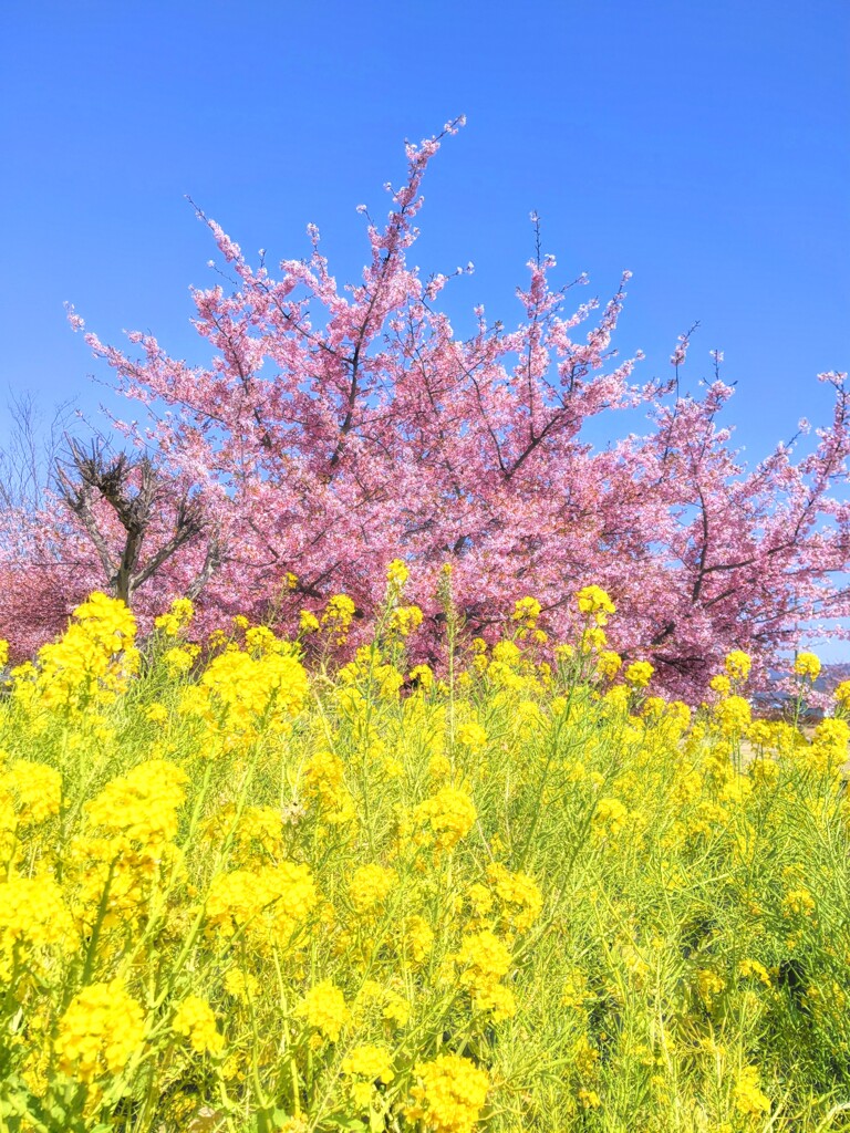 出会いと始まりの季節ですね