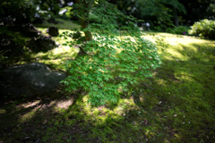35mmスナップ
