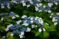 Petals