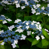 Petals