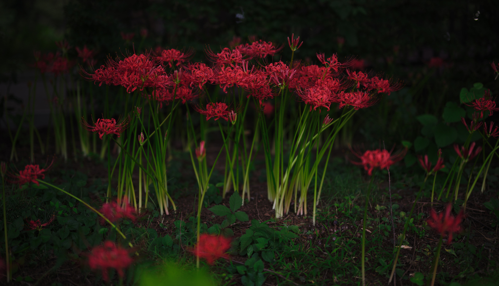 曇天の花