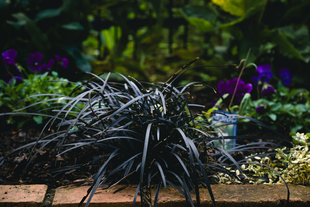 黒い草