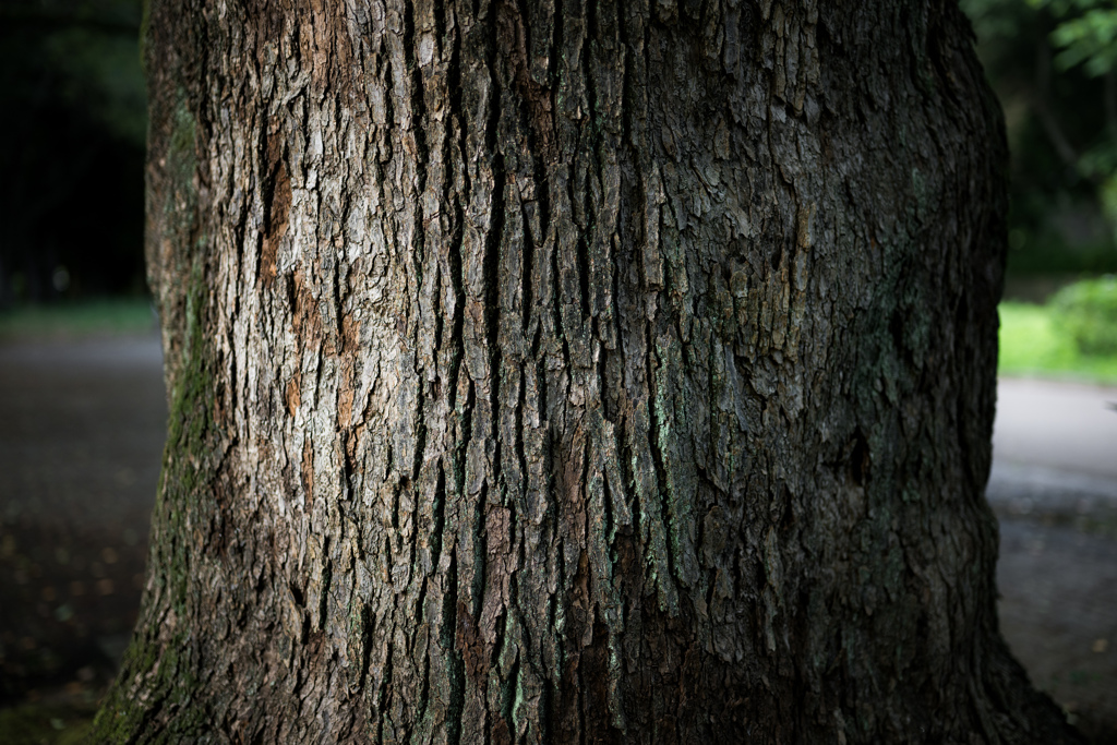 樹皮っ樹皮皮皮皮