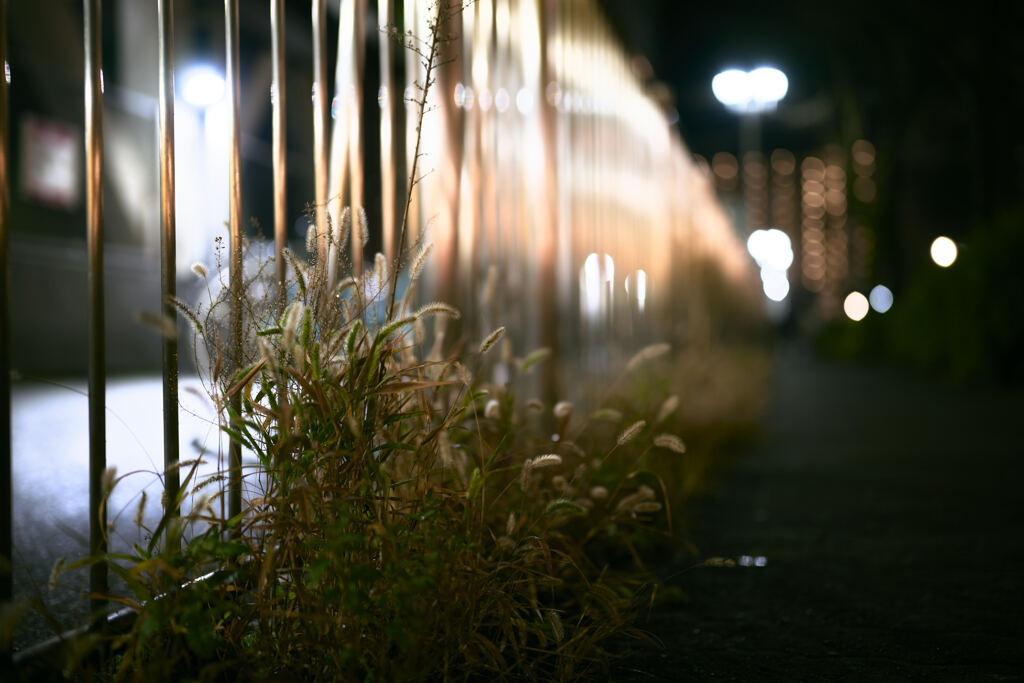 夜の草