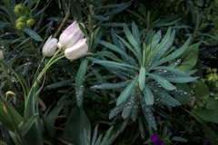 春雨