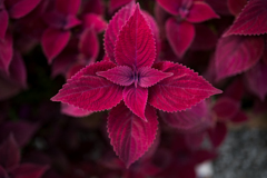 ＲＥＤ