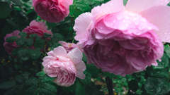 花２