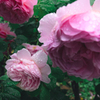 花２