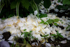 petals