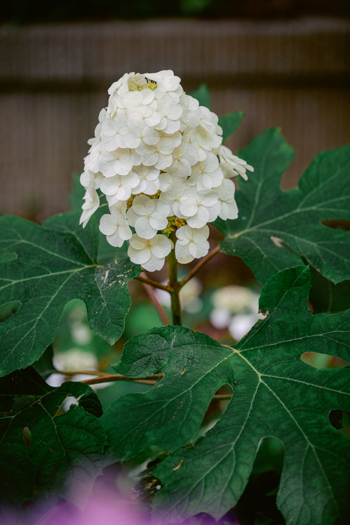 あいすくりーむ