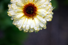 Full_DSC9037