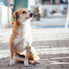 合法犬