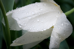 春雨