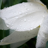 春雨