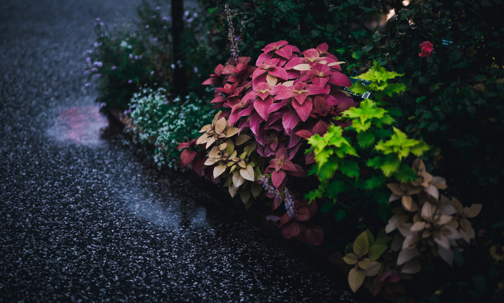 雨