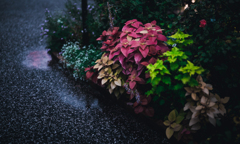 雨