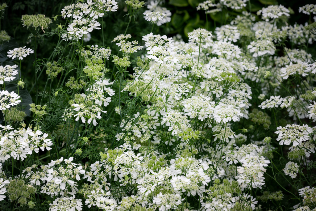 petals