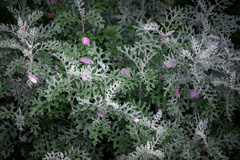 Petals