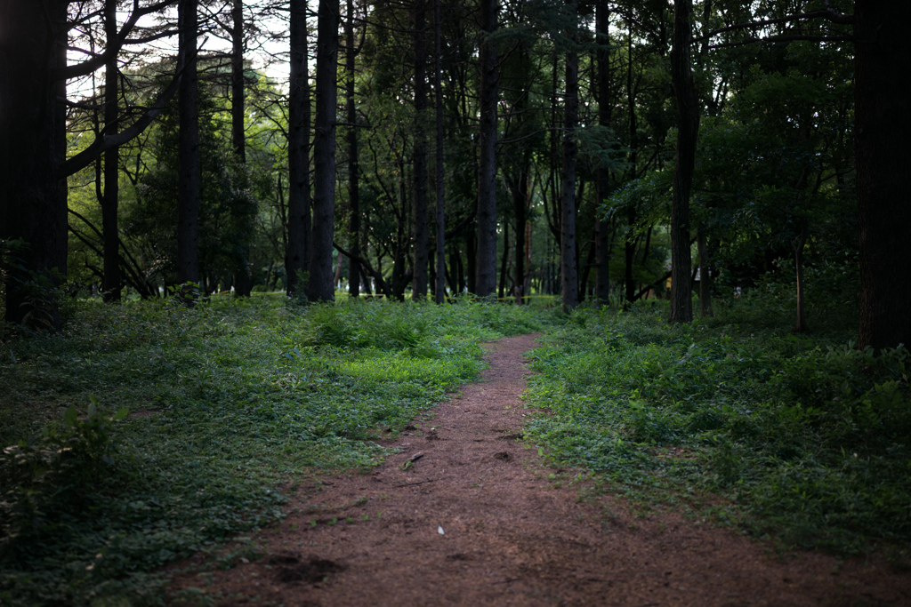 林の中の象のように