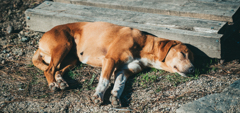 くいだおれ犬