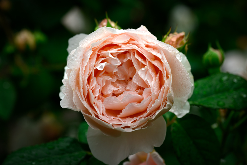 花１