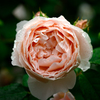 花１