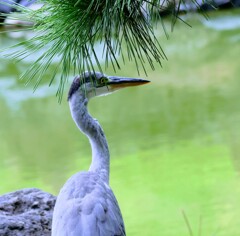 松の木陰で一休み