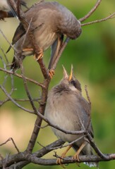 夫婦鳥