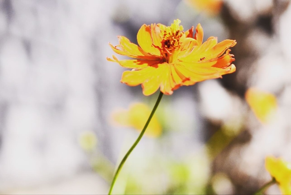 一本の野薔薇