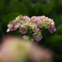 雨上がりの紫陽花その１