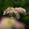 雨上がりの紫陽花その１