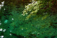 別府弁天池湧水