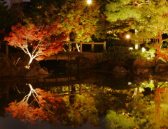 白鳥庭園の紅葉ライトアップ