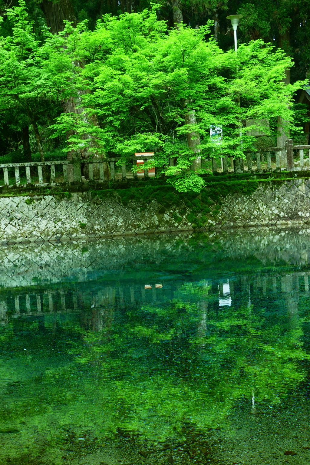 別府弁天池湧水
