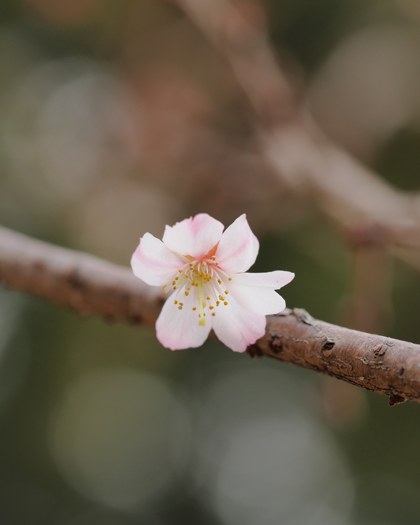 山桜